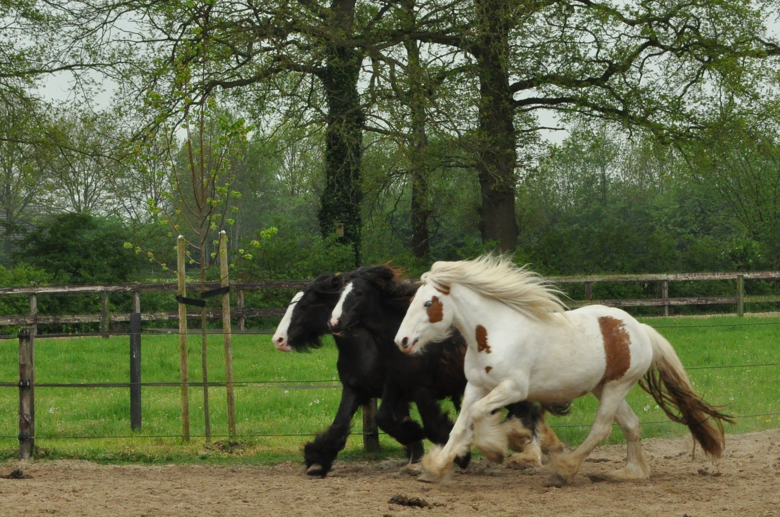 Kate, pearl en Tinkerbel